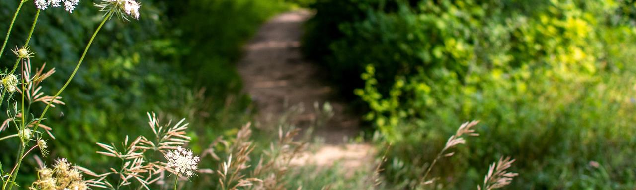 Trail in wooded area